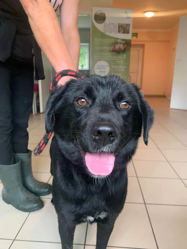 Pies do adopcji, Sosnowice, 28 maja 2024