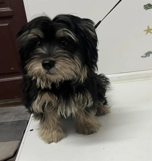 Pies do adopcji, Bytom, 21 czerwca 2024