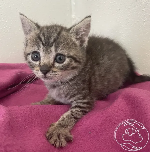 Kot do adopcji, Chełmek, 19 czerwca 2024