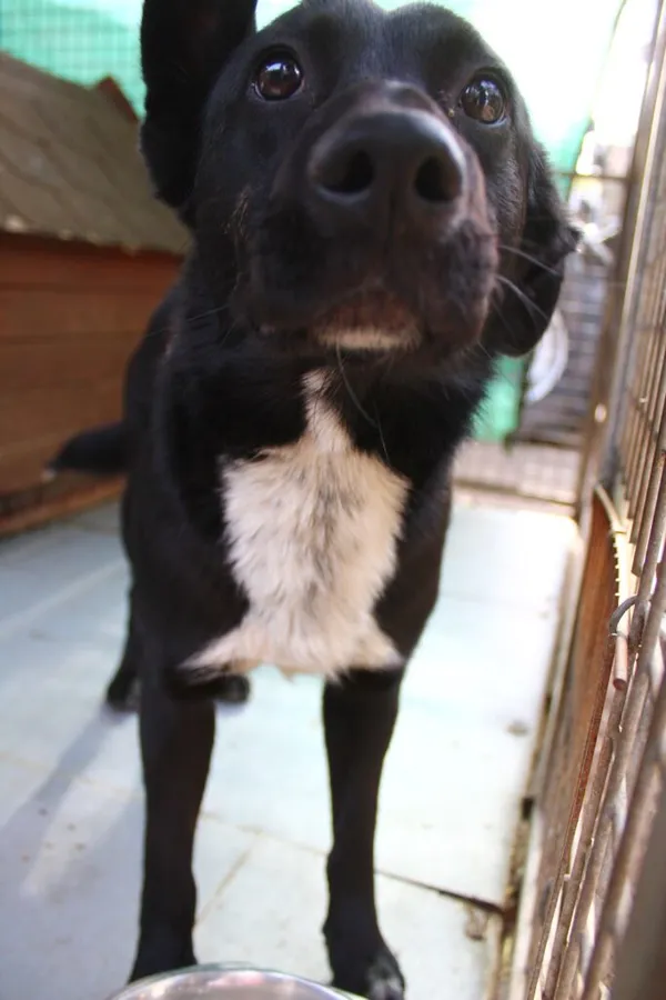 Pies do adopcji, Przyborówko, 5 lutego 2025 (1/5)