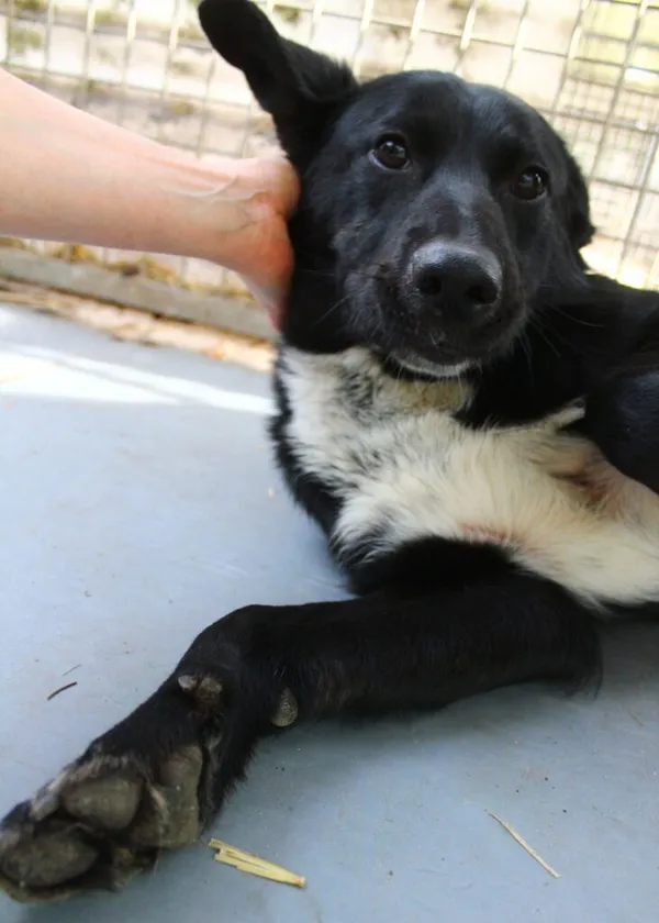 Pies do adopcji, Przyborówko, 5 lutego 2025 (4/5)