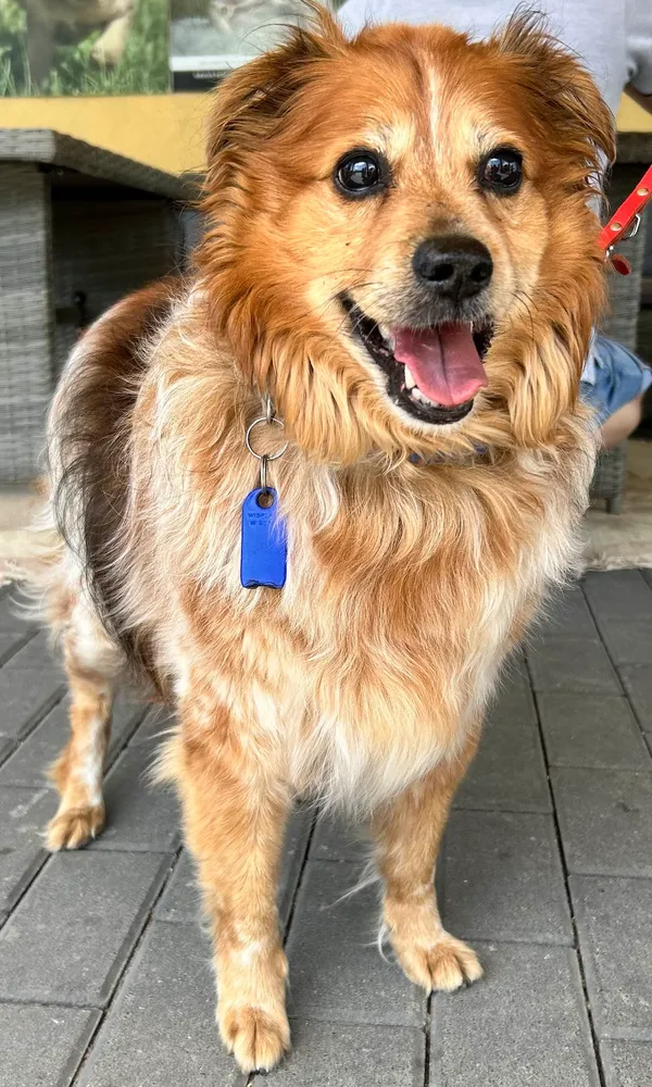 Znaleziono psa, Gdańsk, 21 czerwca 2024