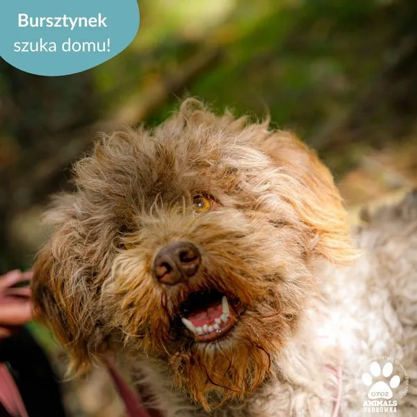 Pies do adopcji, Dąbrówka, 20 czerwca 2024 (1/5)