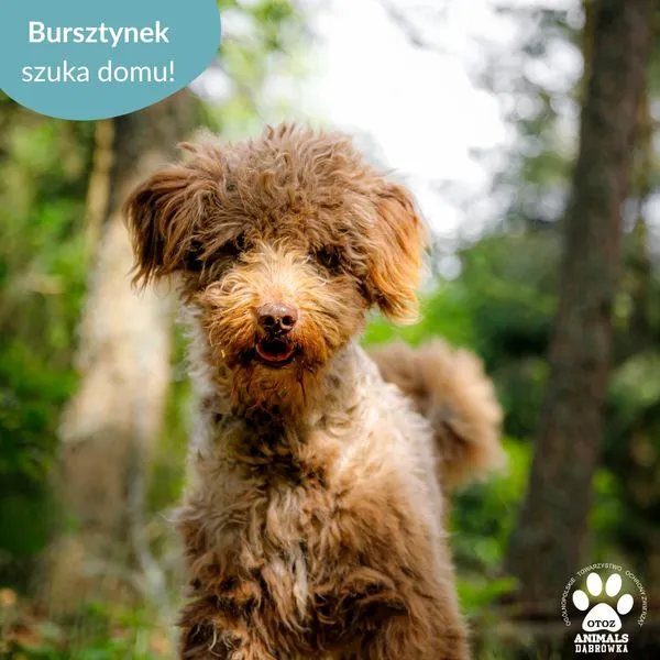 Pies do adopcji, Dąbrówka, 20 czerwca 2024 (2/5)