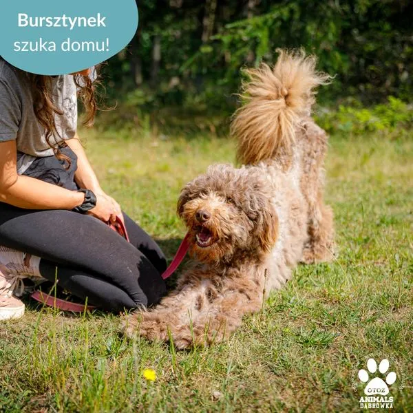 Pies do adopcji, Dąbrówka, 20 czerwca 2024 (3/5)