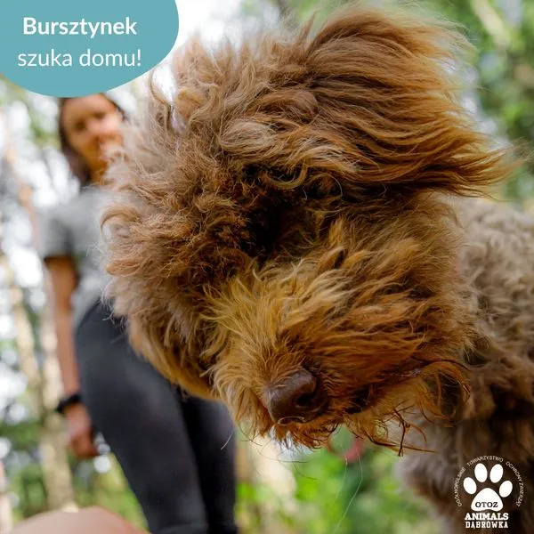 Pies do adopcji, Dąbrówka, 20 czerwca 2024 (4/5)