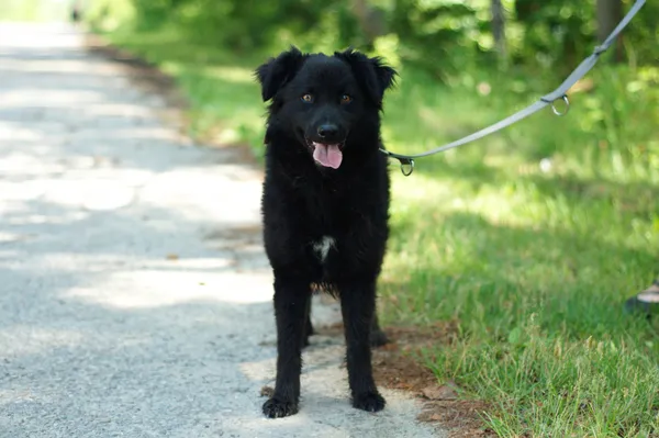 Pies do adopcji, Nowodwór, 21 czerwca 2024 (1/5)