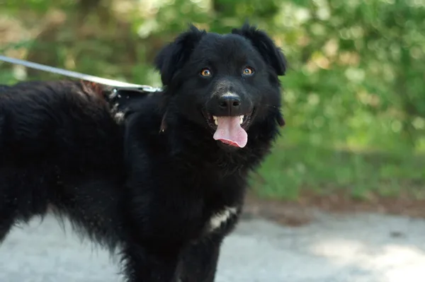 Pies do adopcji, Nowodwór, 21 czerwca 2024 (2/5)