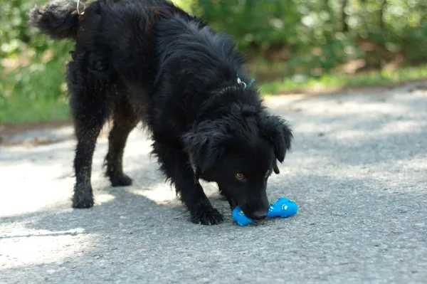 Pies do adopcji, Nowodwór, 21 czerwca 2024 (3/5)