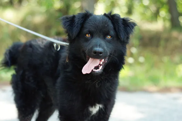 Pies do adopcji, Nowodwór, 21 czerwca 2024 (5/5)