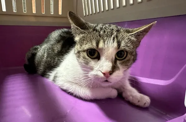 Znaleziono kota, Toruń, 18 czerwca 2024