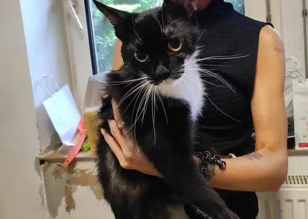 Znaleziono kota, Toruń, 18 czerwca 2024