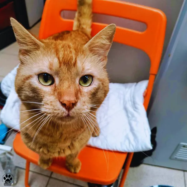 Kot do adopcji, Gdynia, 21 czerwca 2024 (2/4)