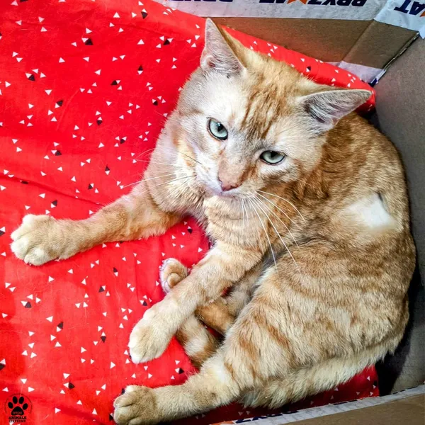 Kot do adopcji, Gdynia, 21 czerwca 2024 (3/4)