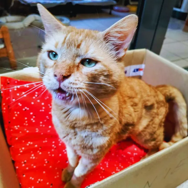 Kot do adopcji, Gdynia, 21 czerwca 2024 (4/4)