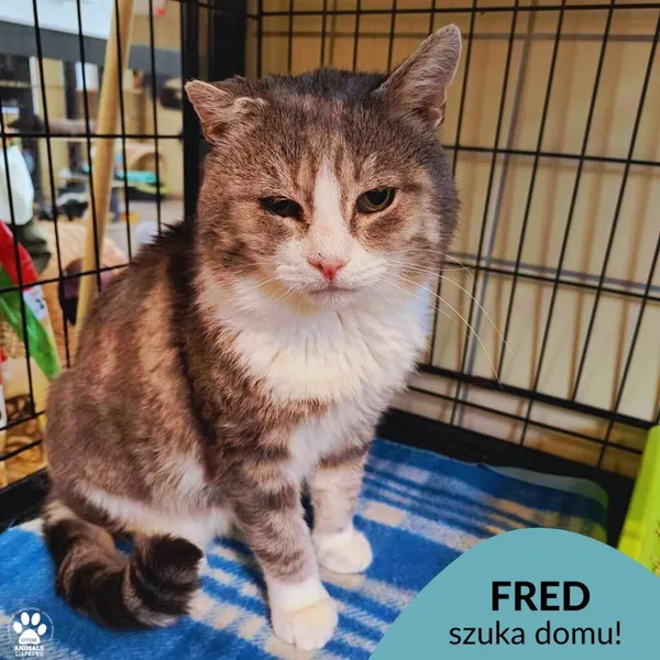 Kot do adopcji, Gdynia, 21 czerwca 2024 (1/2)