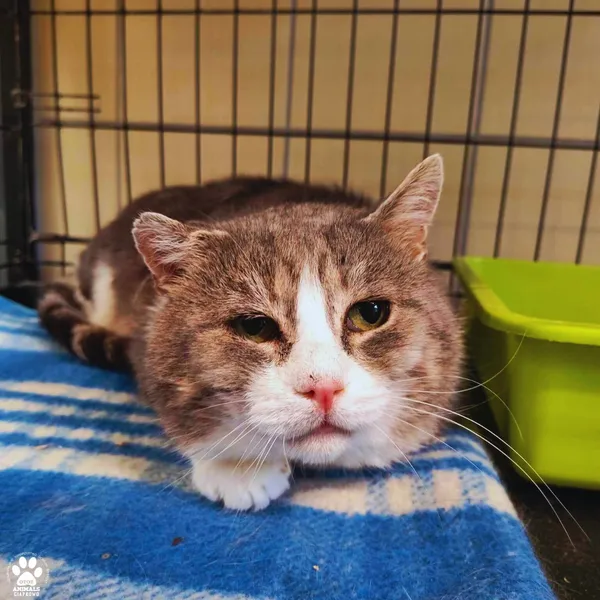 Kot do adopcji, Gdynia, 21 czerwca 2024 (2/2)