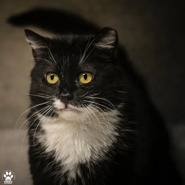 Kot do adopcji, Gdynia, 21 czerwca 2024 (2/3)