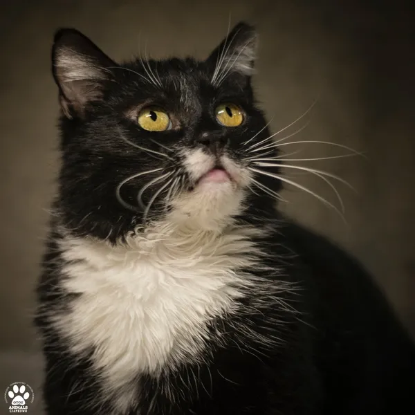 Kot do adopcji, Gdynia, 21 czerwca 2024 (3/3)