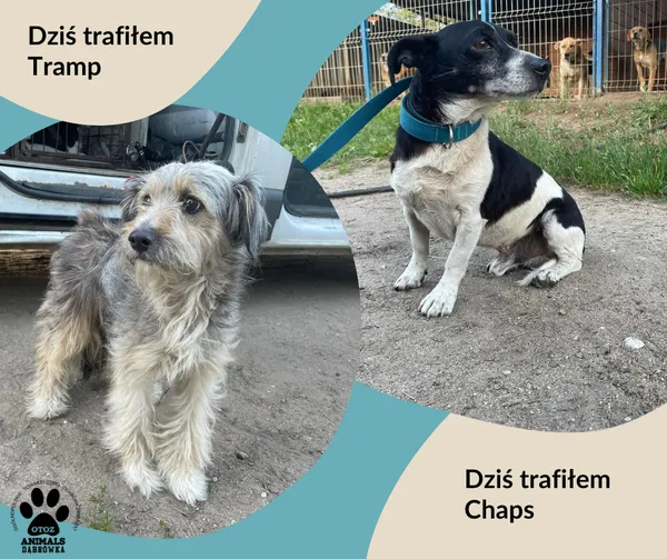 Znaleziono psa, Dąbrówka, 20 czerwca 2024 (2/2)