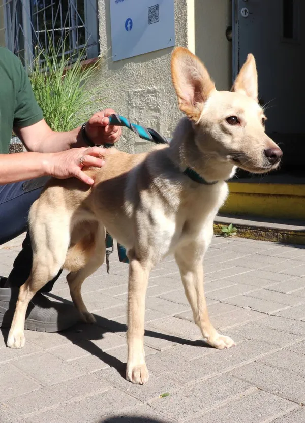 Znaleziono psa, Łódź, 22 czerwca 2024 (2/5)