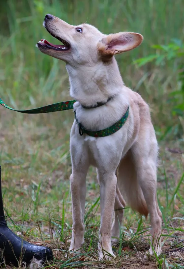 Znaleziono psa, Łódź, 22 czerwca 2024 (4/5)