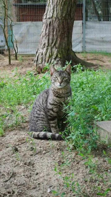 Kot do adopcji, Piła, 5 października 2023