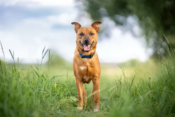 Oddam psa, Warszawa, Ulrychów, 23 czerwca 2024 (1/4)