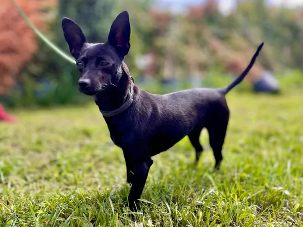 Znaleziono psa, Puławy, 20 czerwca 2024 (2/2)