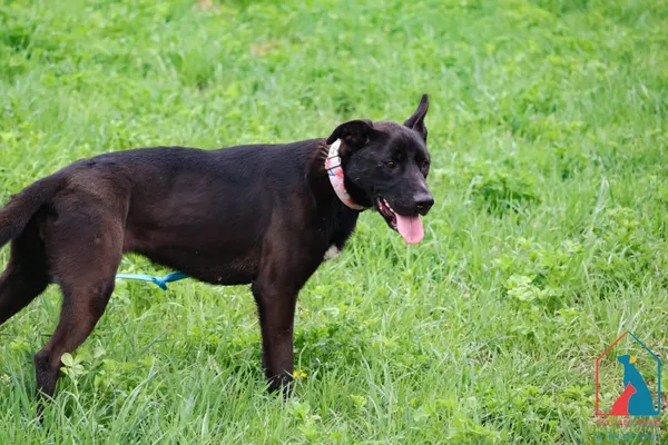 Pies do adopcji, Grudziądz, 6 czerwca 2024 (2/5)