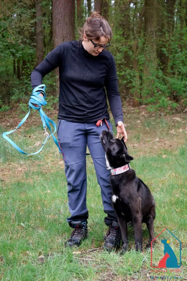 Pies do adopcji, Grudziądz, 6 czerwca 2024 (4/5)