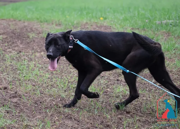 Pies do adopcji, Grudziądz, 6 czerwca 2024 (5/5)