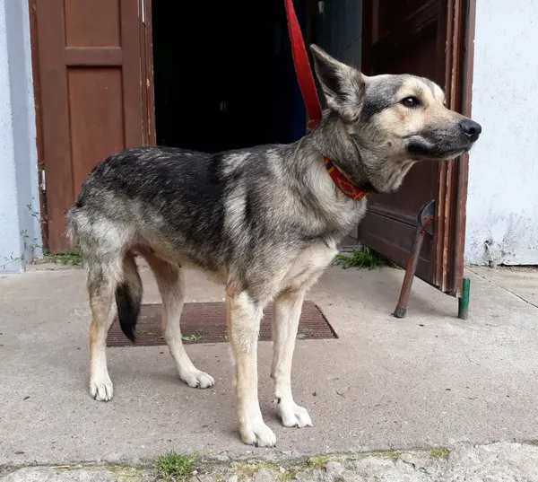 Pies do adopcji, Włocławek, 23 czerwca 2024