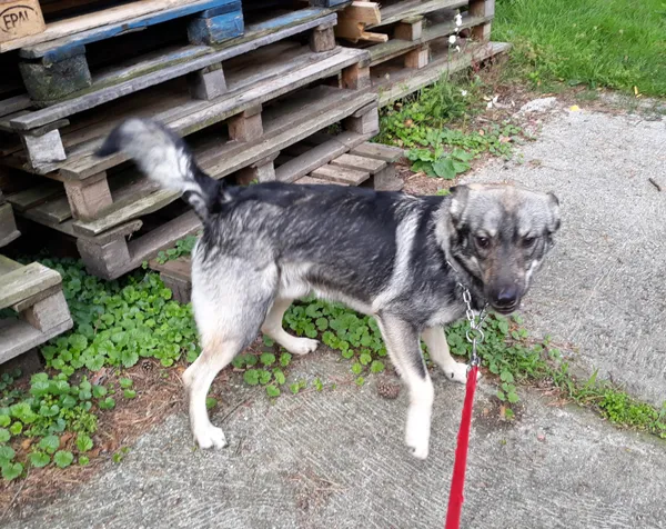 Pies do adopcji, Włocławek, 23 czerwca 2024 (1/2)