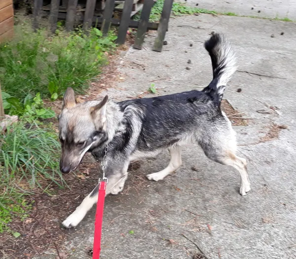 Pies do adopcji, Włocławek, 23 czerwca 2024 (2/2)