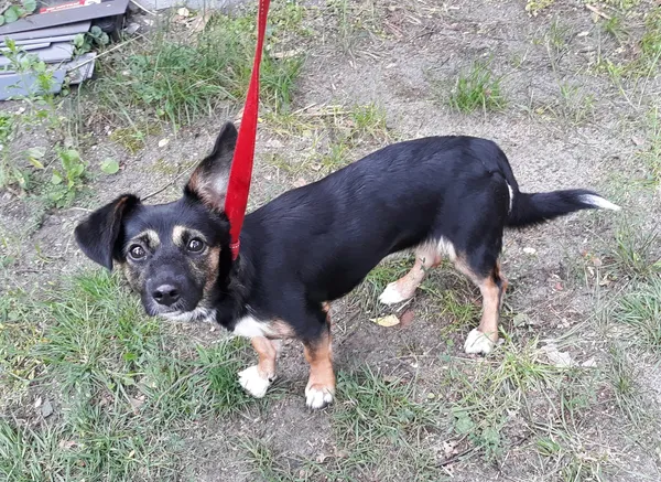 Pies do adopcji, Włocławek, 22 czerwca 2024