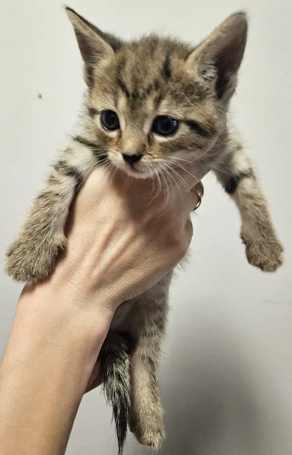 Znaleziono kota, Lublin, 22 czerwca 2024