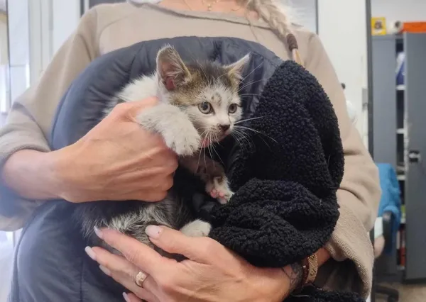 Znaleziono kota, Toruń, 24 czerwca 2024