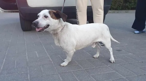 Znaleziono psa, Toruń, 23 czerwca 2024