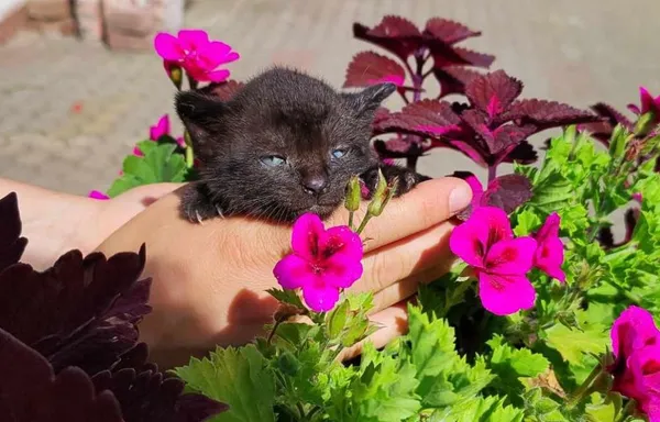 Znaleziono kota, Toruń, 20 czerwca 2024