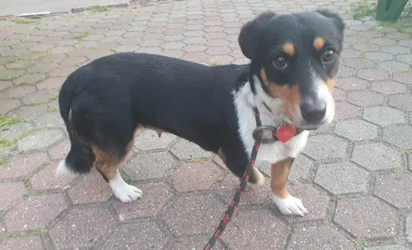 Znaleziono psa, Toruń, 20 czerwca 2024