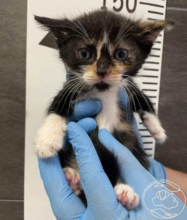 Znaleziono kota, Chełmek, 24 czerwca 2024