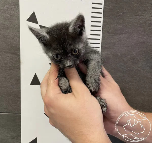 Znaleziono kota, Chełmek, 24 czerwca 2024