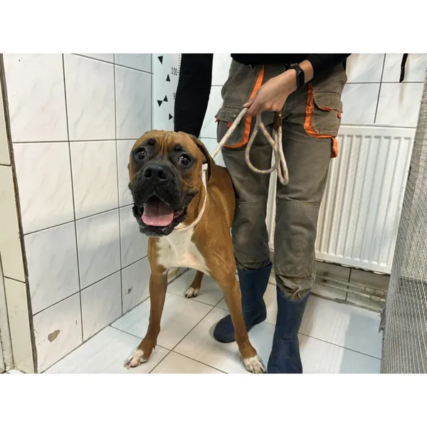 Znaleziono psa, Białystok, 23 czerwca 2024