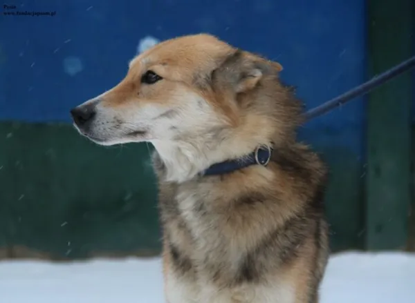 Pies do adopcji, Nowy Dwór Mazowiecki, 23 listopada 2025 (1/5)