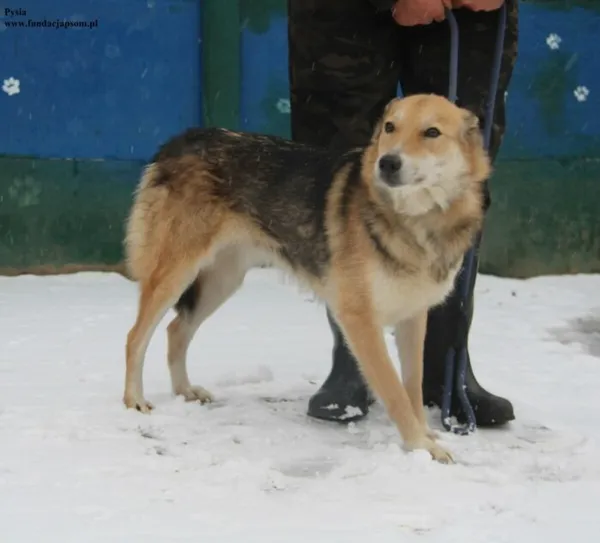 Pies do adopcji, Nowy Dwór Mazowiecki, 23 listopada 2025 (4/5)