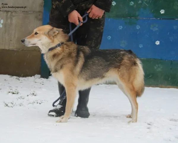 Pies do adopcji, Nowy Dwór Mazowiecki, 23 listopada 2025 (5/5)