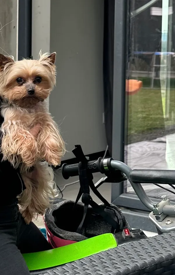 Zaginął pies, Krzeszowice, 25 czerwca 2024 (2/2)