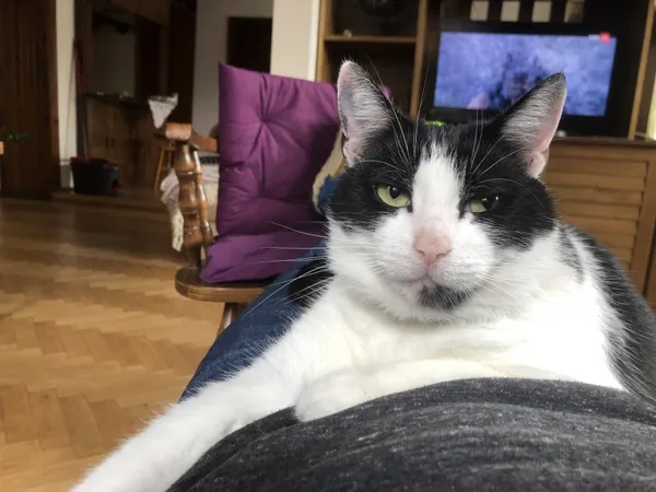 Zaginął kot, Łódź, 25 czerwca 2024