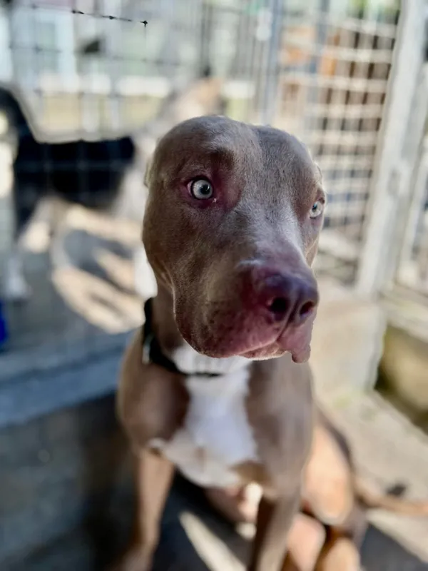 Znaleziono psa, Gdańsk, 25 czerwca 2024